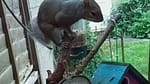 Nature camera capture, squirrel on bird feeder